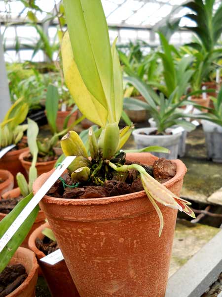 Trichopilia tortillis1.jpg