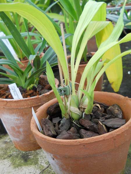 Zygopetalum Rhein Angel First One.jpg