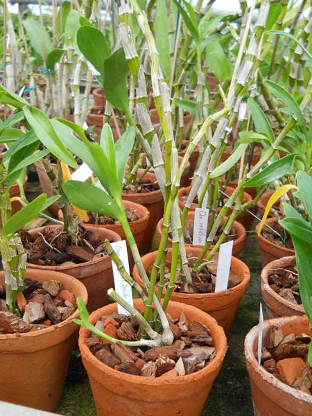 Dendrobium Oriental Smile Fantasy.jpg