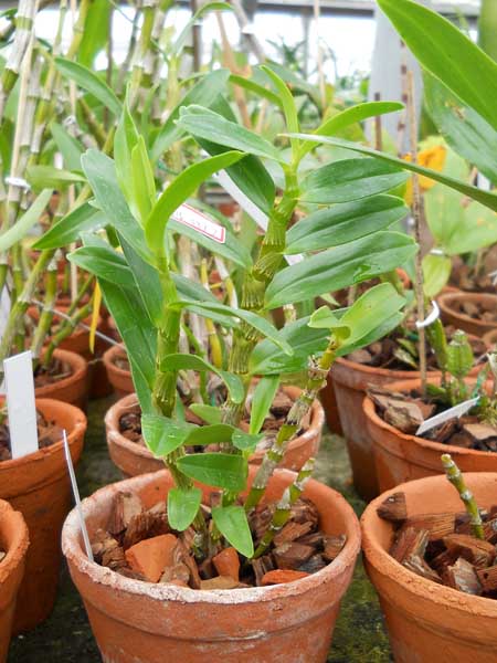 Dendrobium Hamana Lake Kumi.jpg