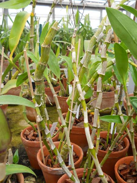 Dendrobium Red Emperor.jpg