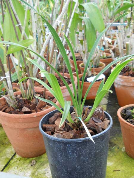 Cymbidium Golden Elf 1.jpg