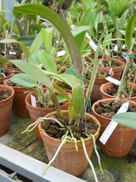 Laelia tenebrosa x Cattleya warneri.jpg