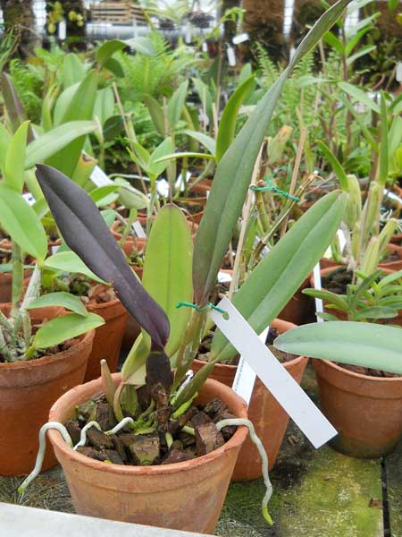 Laelia tenebrosa x Cattleya warneri 1.jpg