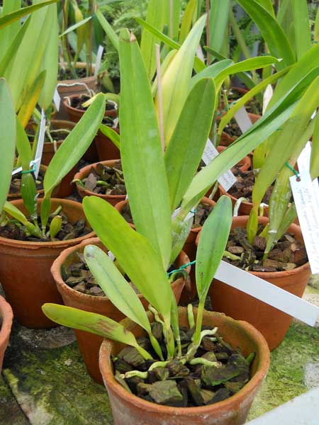 Laelia tenebrosa Fumacina Fujita x Laelia tenebrosa extra XXX.jpg