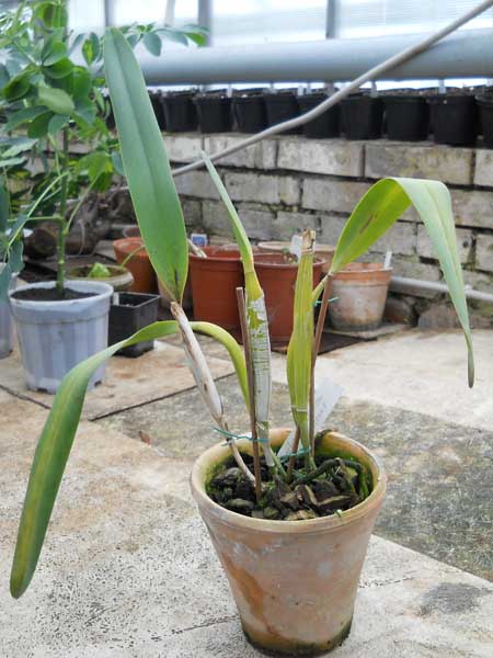 Laelia tenebrosa nigrescens.jpg