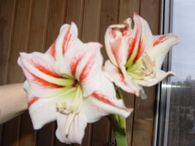 Picture 025.jpg
