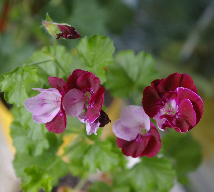 IMGP0413.JPG