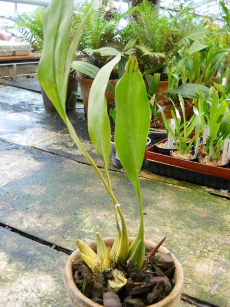 Dendrochilum cobbianum.jpg