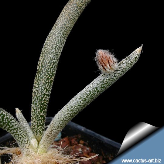 Astrophytum caput-medusae 02.jpg