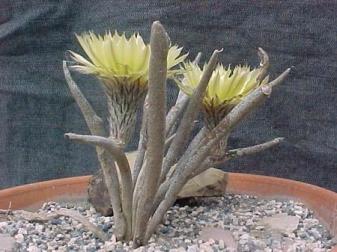 Astrophytum caput-medusae 01.jpg