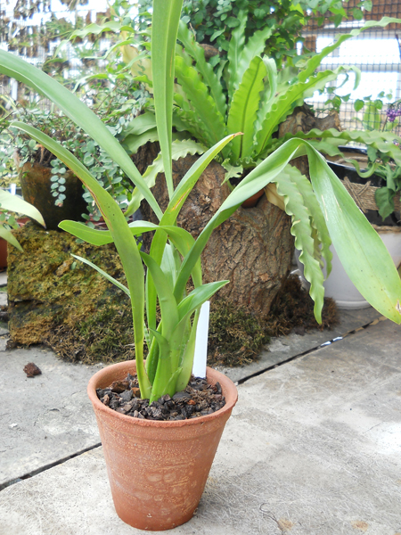 Beallara Marfitch Howards Dream Red Fox.jpg