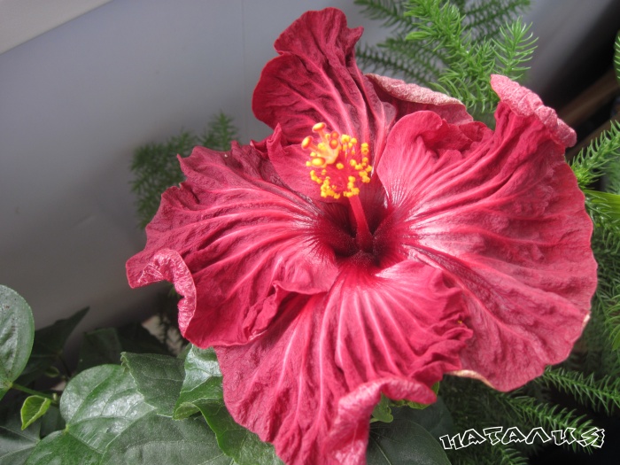 Dragons Heart