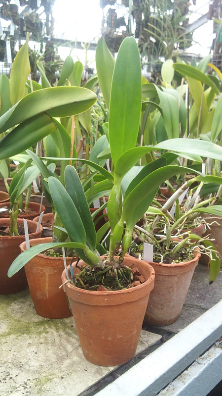 Laeliocattleya Sierra Skies Leone.jpg