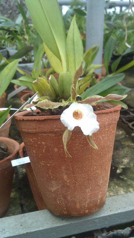 Trichopilia tortillis3.jpg