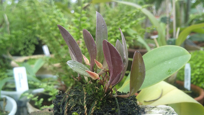 Pleurothallis sanchezii.jpg