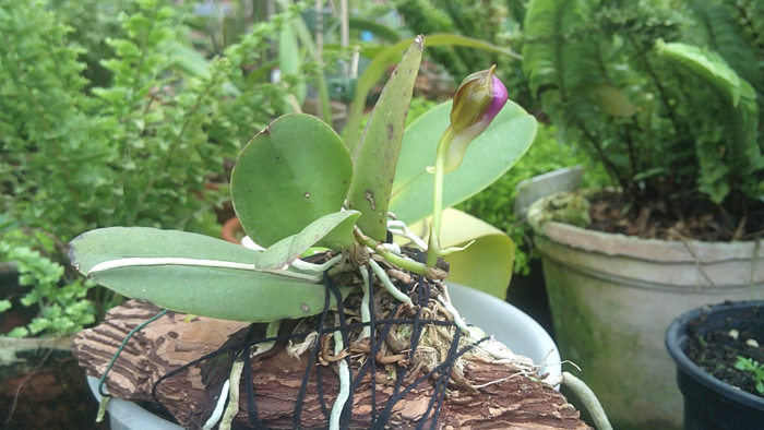 Trichocentrum albococcineum.jpg