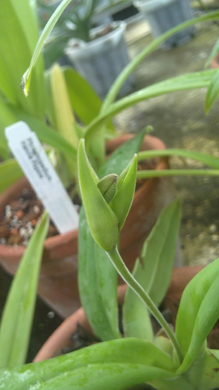 Phragmipedium besseae.jpg