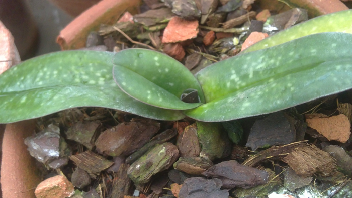 Paphiopedilum godefroyae.jpg