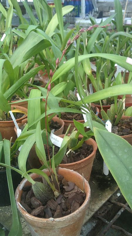 Cochlioda Louis Posey.jpg