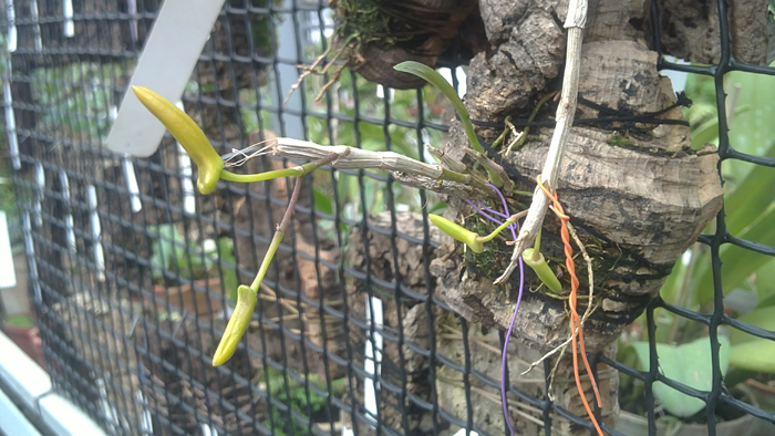 Dendrobium unicum1.jpg