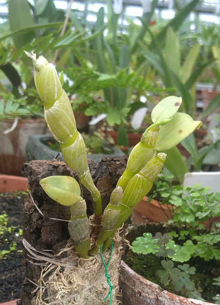 Dendrobium trantuanii.jpg