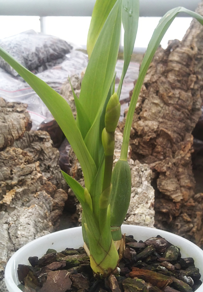 Zygopetalum hybrid.jpg