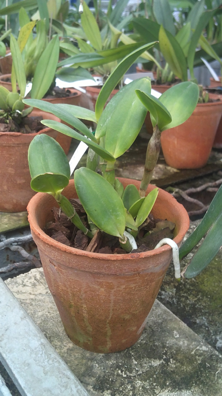 Cattleya intermedia orlatao Pedra Azul x Cattleya intermedia flamea.jpg