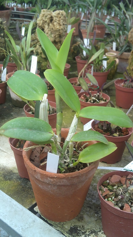 Cattleya Walkerinter fmacoerulea.jpg