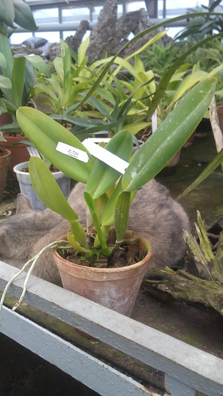 Cattleya labiata alba Nuvem Branca x Cattleya labiata caerulea Estrelinha.jpg