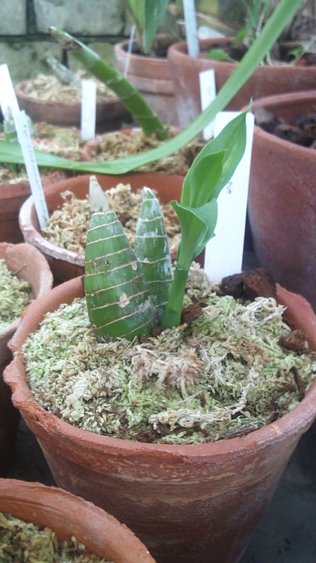 Cycnodes Jumbo Puff.jpg