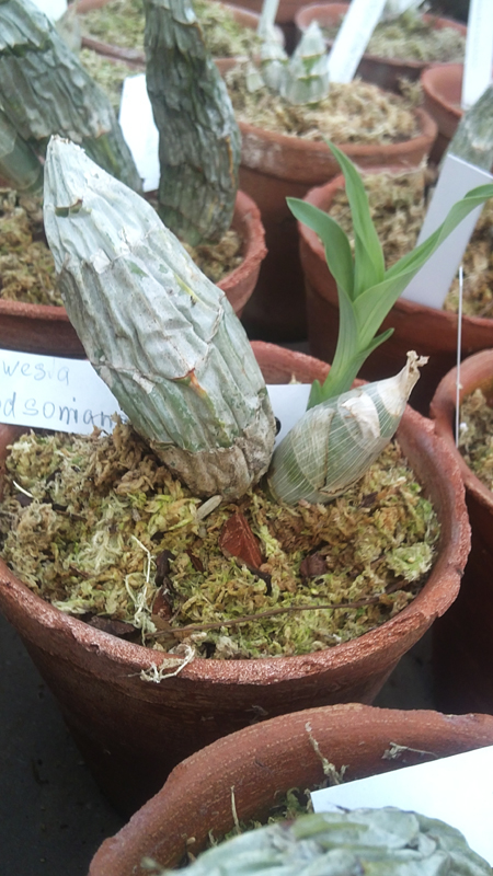 Clowesia dodsoniana.jpg