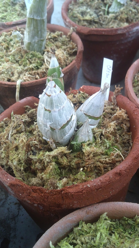 Catasetum juruense.jpg