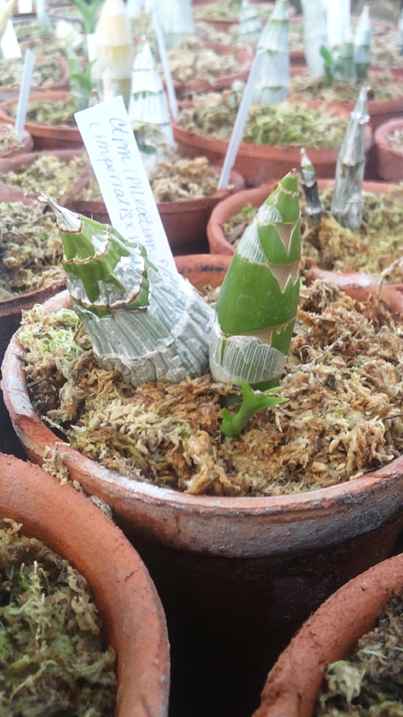 Catasetum pileatum Oro Verde x Imperiales x vinaceum.jpg