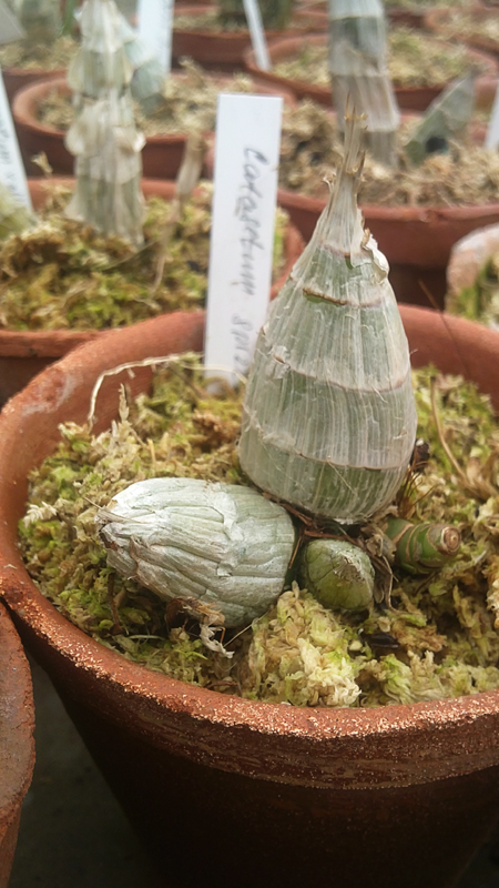 Catasetum spitzii.jpg