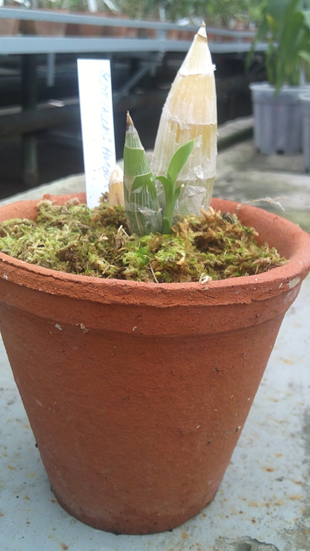 Catasetum Alex Pardo x Orchidglade.jpg