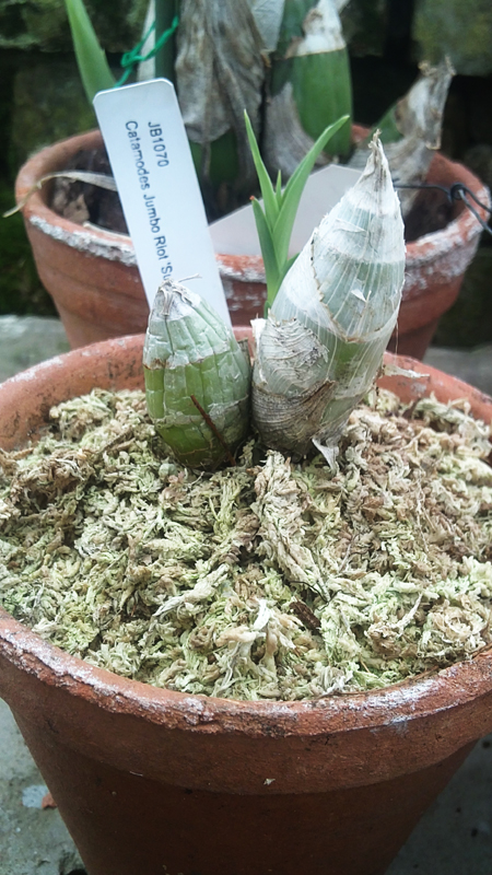 Catamodes Jumbo Riot Sunrise.jpg