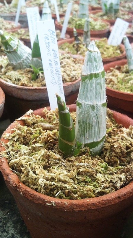 Catasetum schmidtianum escuro x escuro.jpg