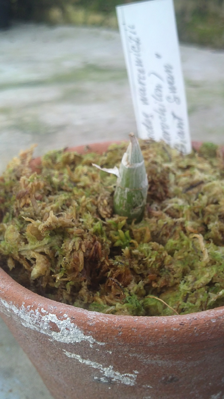 Cycnoches warcewiczii Giant Swan.jpg