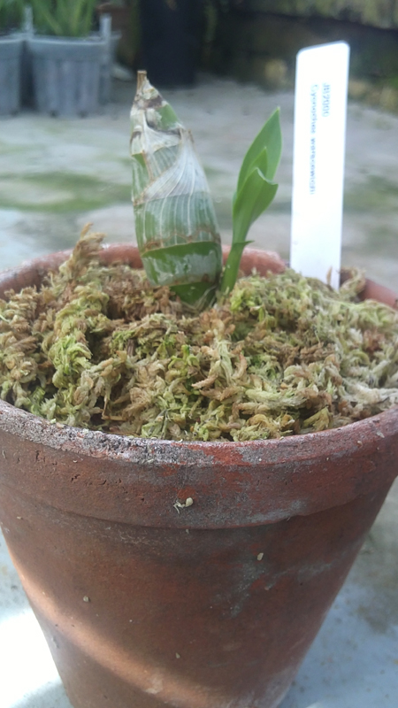 Cycnoches warcewiczii.jpg