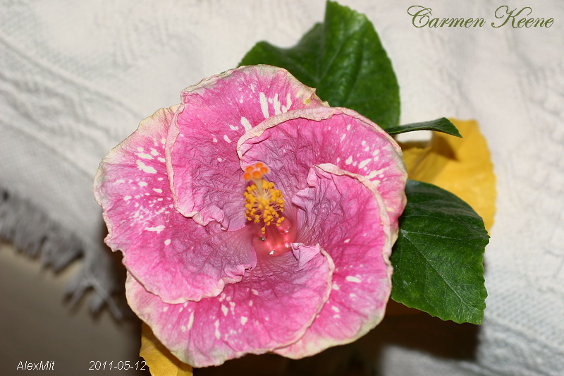 IMG_2094s.JPG