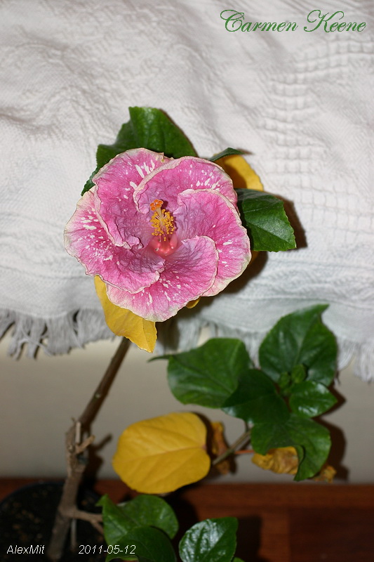 IMG_2096s.JPG