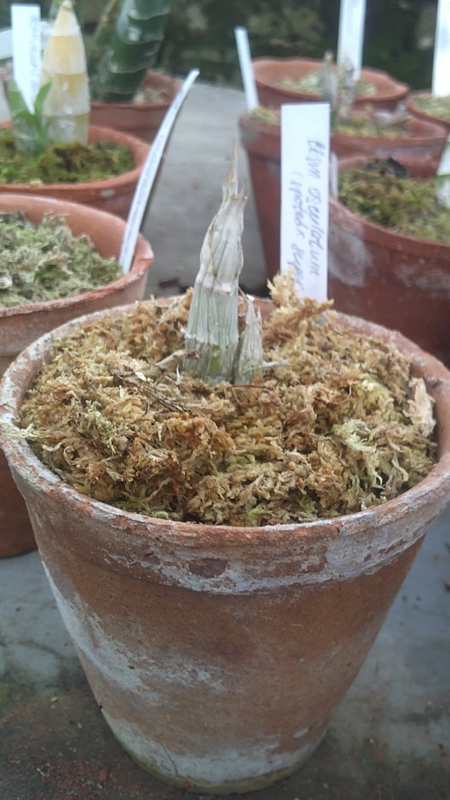 Catasetum osculatum spoted x super spoted.jpg