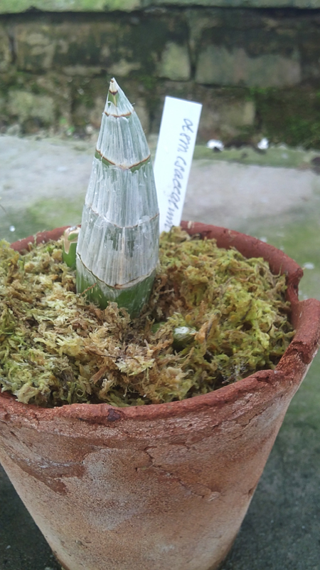 Catasetum saccatum x galeritum.jpg