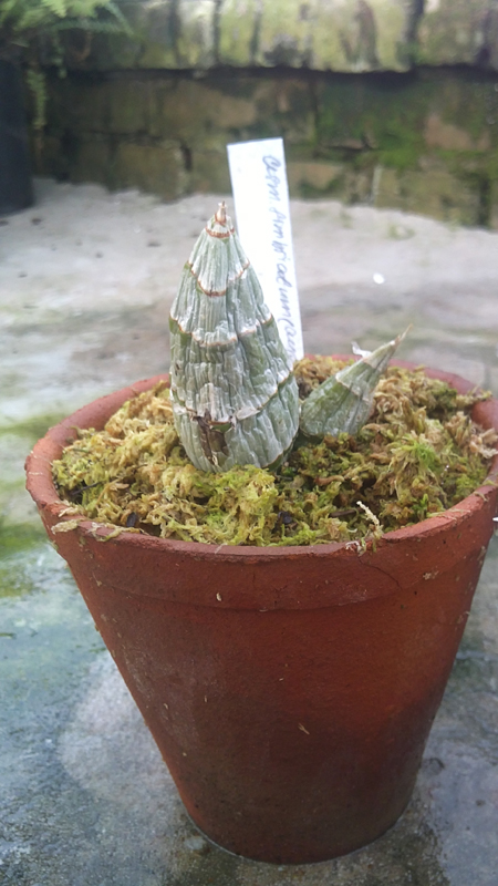 Catasetum fimbriatum aureo x verde.jpg