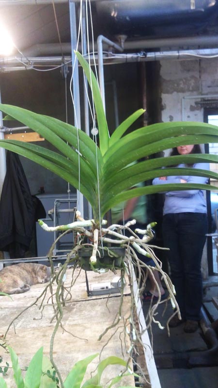 Ascocenda Rakjai x Vanda Devaraks - Ascocenda Butter Fly1.jpg