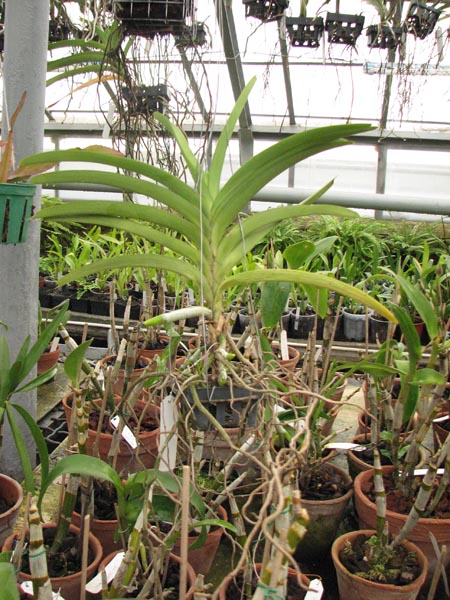 Ascocenda Oriental Siberian White.jpg