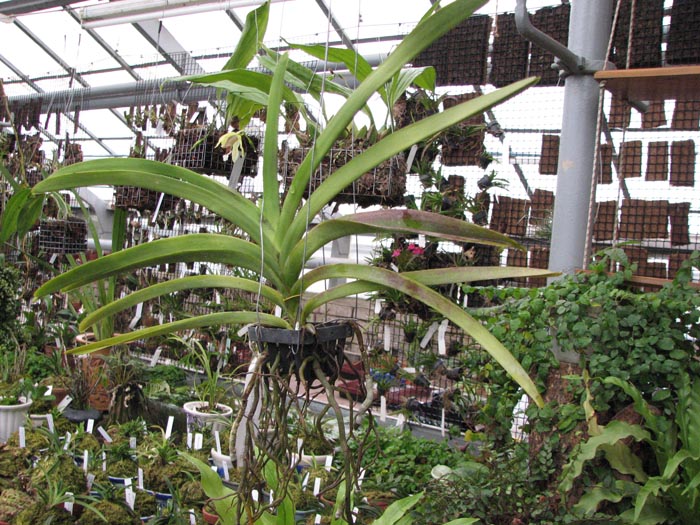 Vanda Robert Delight Pink Diamond1.jpg