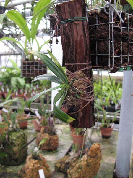 Aerangis rhodosticta1.jpg