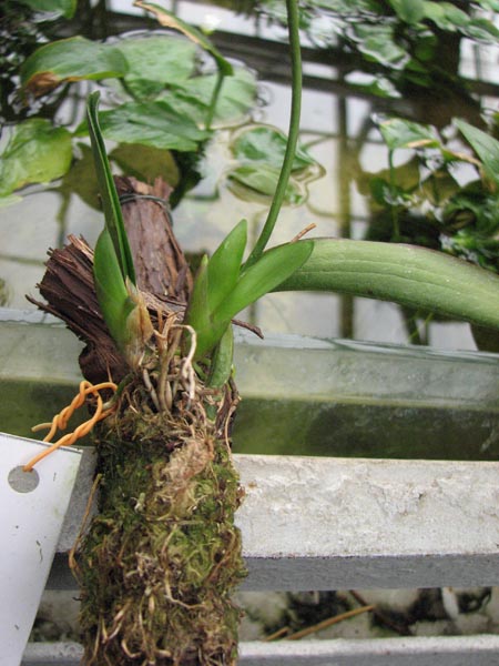 Comparettia Falcata.jpg